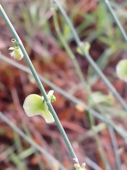 Rumex induratus
