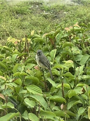 Saltator olivascens