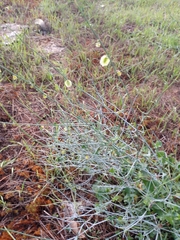 Rumex induratus