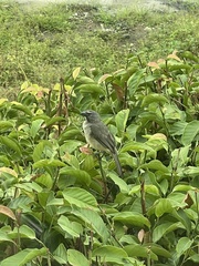 Saltator olivascens