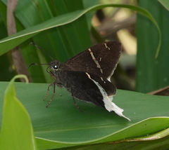 Murgaria doryssus doryssus