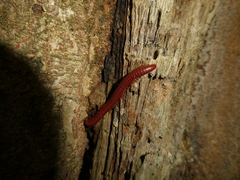 Trigoniulus corallinus