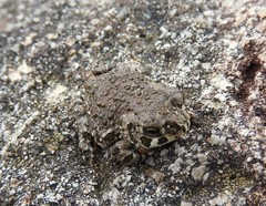 Anaxyrus compactilis