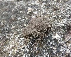 Anaxyrus compactilis