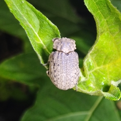 Trogidae
