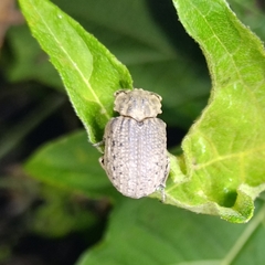 Trogidae