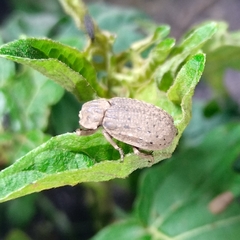Trogidae