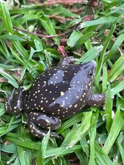 Hemisus guttatus