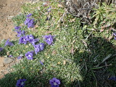 Aptosimum procumbens