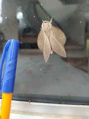Lepidoptera