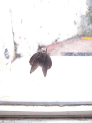 Lepidoptera