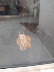 Lepidoptera