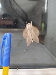 Lepidoptera