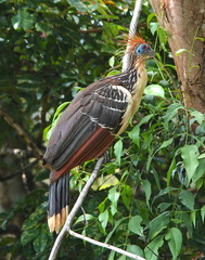 Opisthocomus hoazin