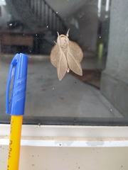 Lepidoptera