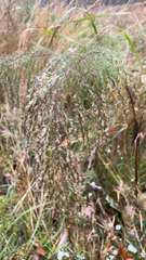 Eupatorium capillifolium