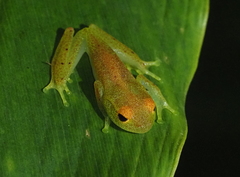 Boophis viridis