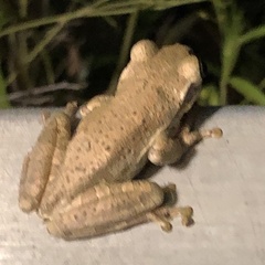 Osteopilus septentrionalis