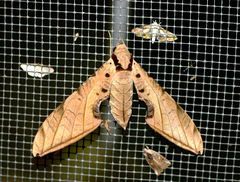 Protambulyx strigilis