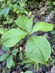 Chloranthus oldhamii