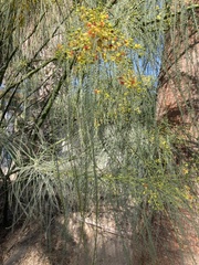 Parkinsonia aculeata