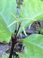 Chloranthus oldhamii