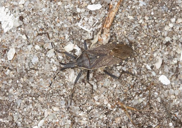Dicranocephalus marginicollis