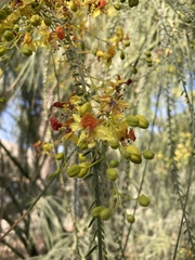 Parkinsonia aculeata