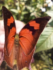 Fountainea eurypyle confusa