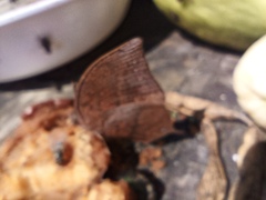 Fountainea eurypyle confusa