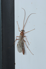 Ophion obscuratus