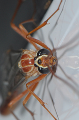 Ophion obscuratus