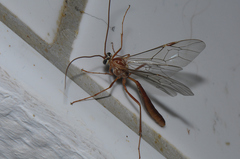 Ophion obscuratus