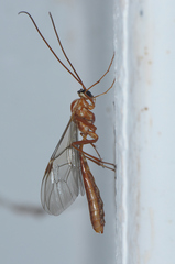 Ophion obscuratus