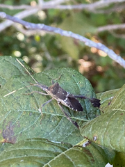 Leptoglossus zonatus