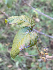 Toxicodendron radicans