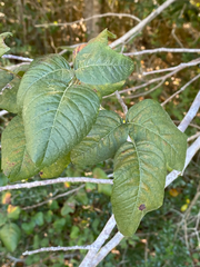 Toxicodendron radicans