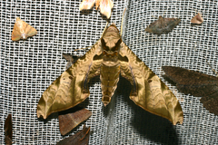 Protambulyx eurycles