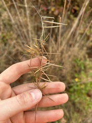 Dichanthelium dichotomum