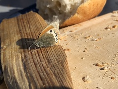 Coenonympha gardetta