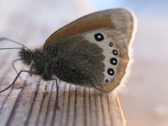 Coenonympha gardetta