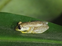 Heterixalus