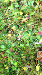 Pilosella officinarum