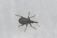 Cyanapion spencii