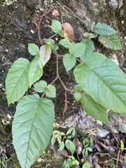Rubus wallichianus