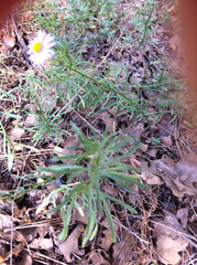 Erigeron foliosus