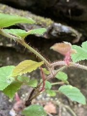 Rubus wallichianus