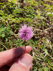 Mimosa strigillosa