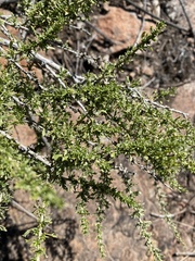 Baccharis pteronioides