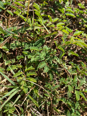 Mimosa strigillosa